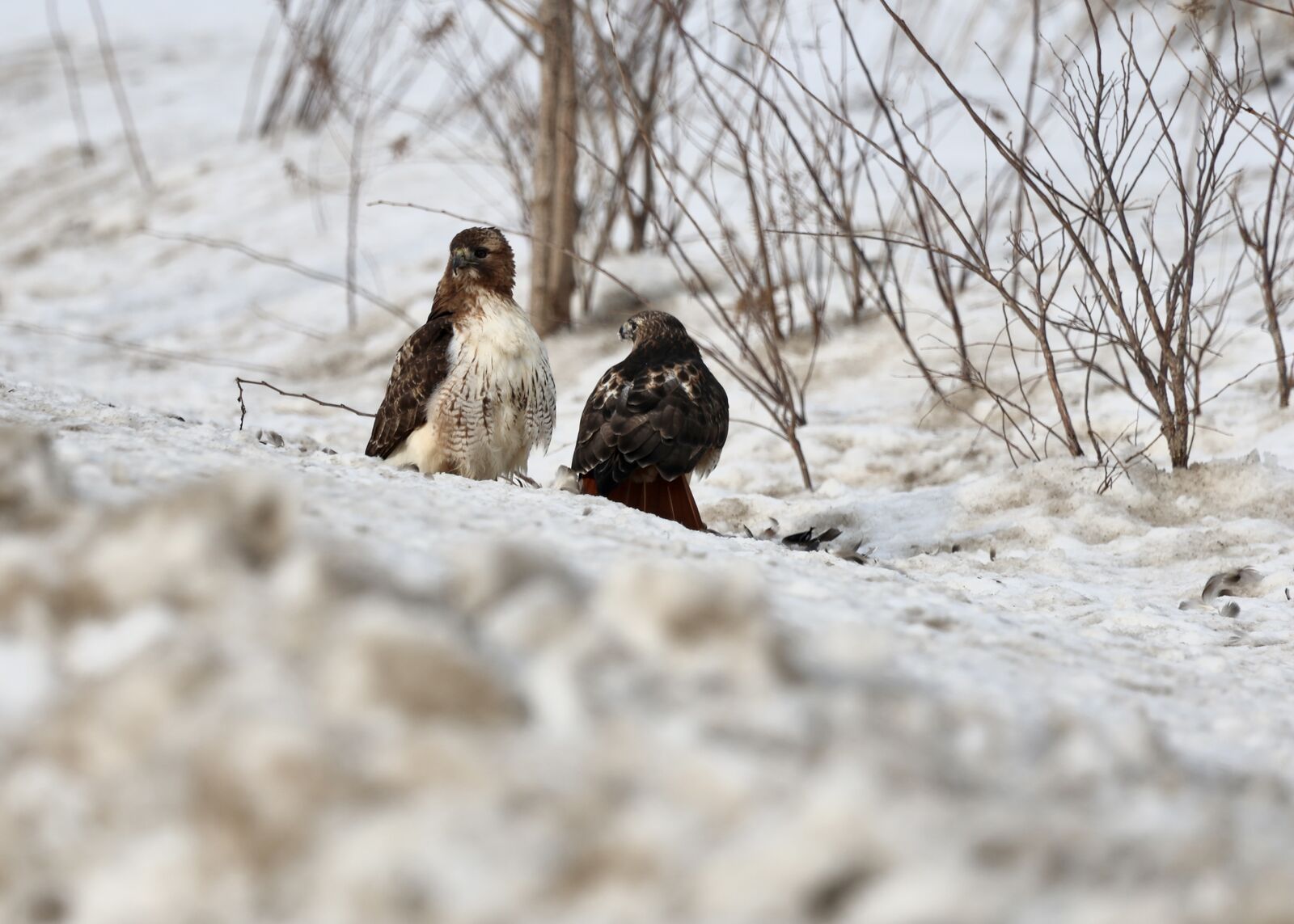 Pair of red-tailed hawks perched in the snow in Boston