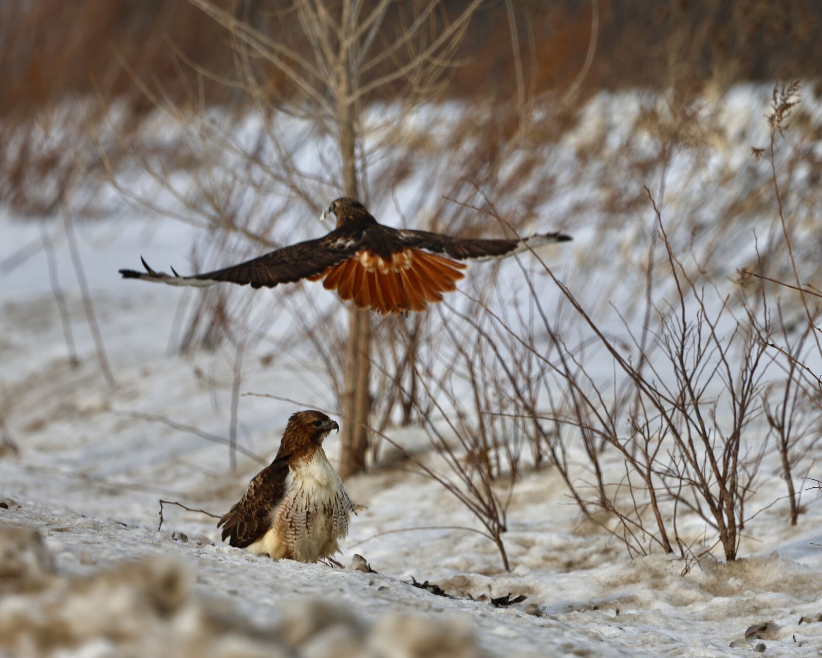 Red-tailed hawk taking flight over a snowy field in Boston