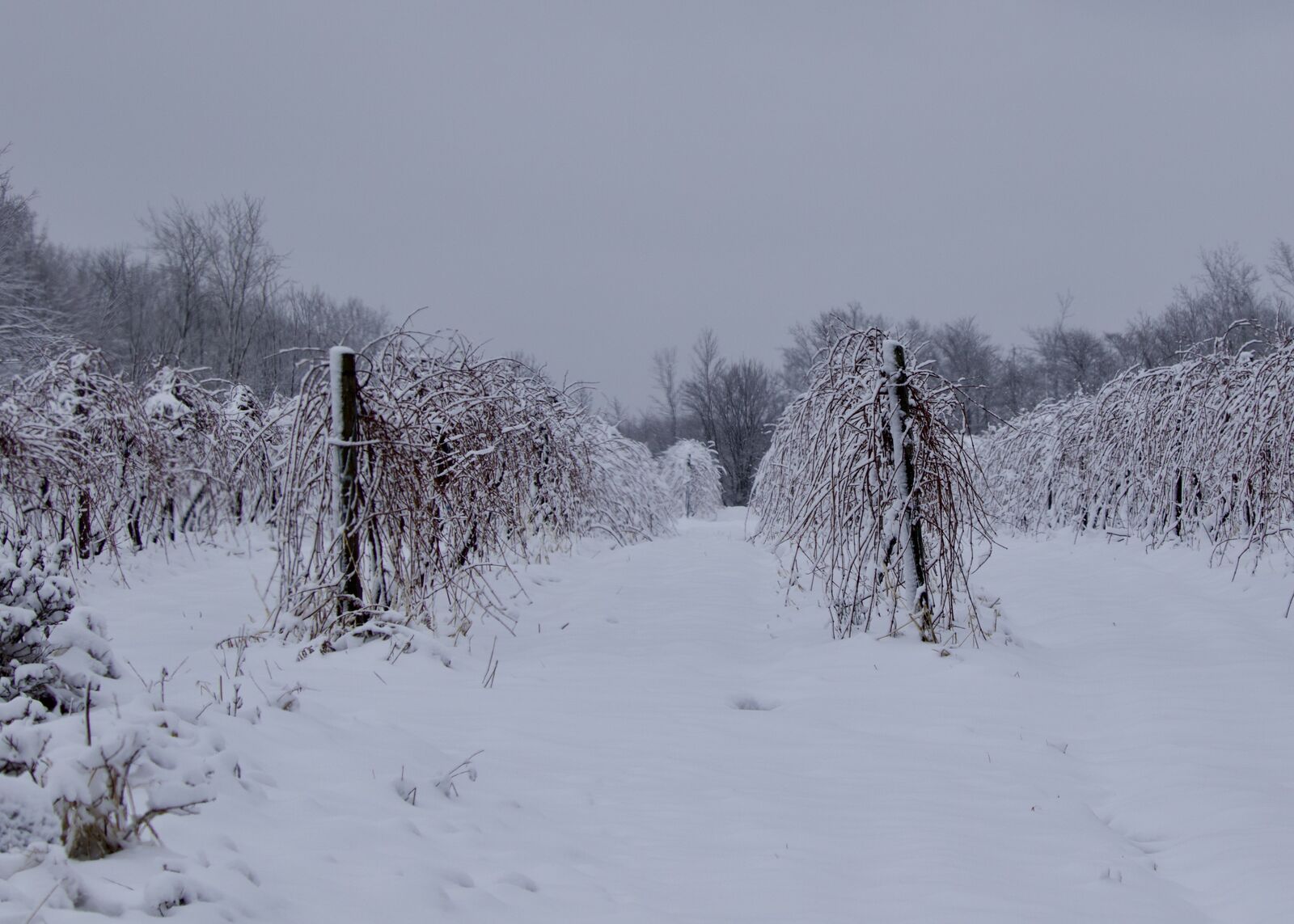 Snow-covered vineyard rows in winter in Brant