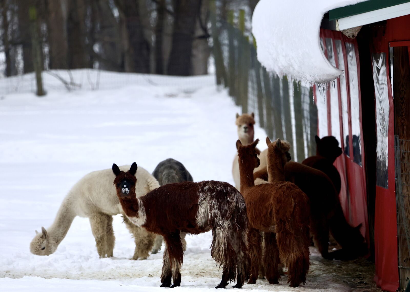 Alpacas gathered in the snow outside a red barn in Collins