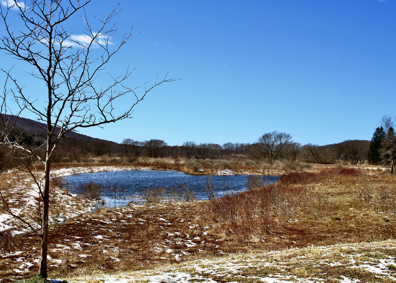 Rural pond and wetland landscape on a winter day in Collins
