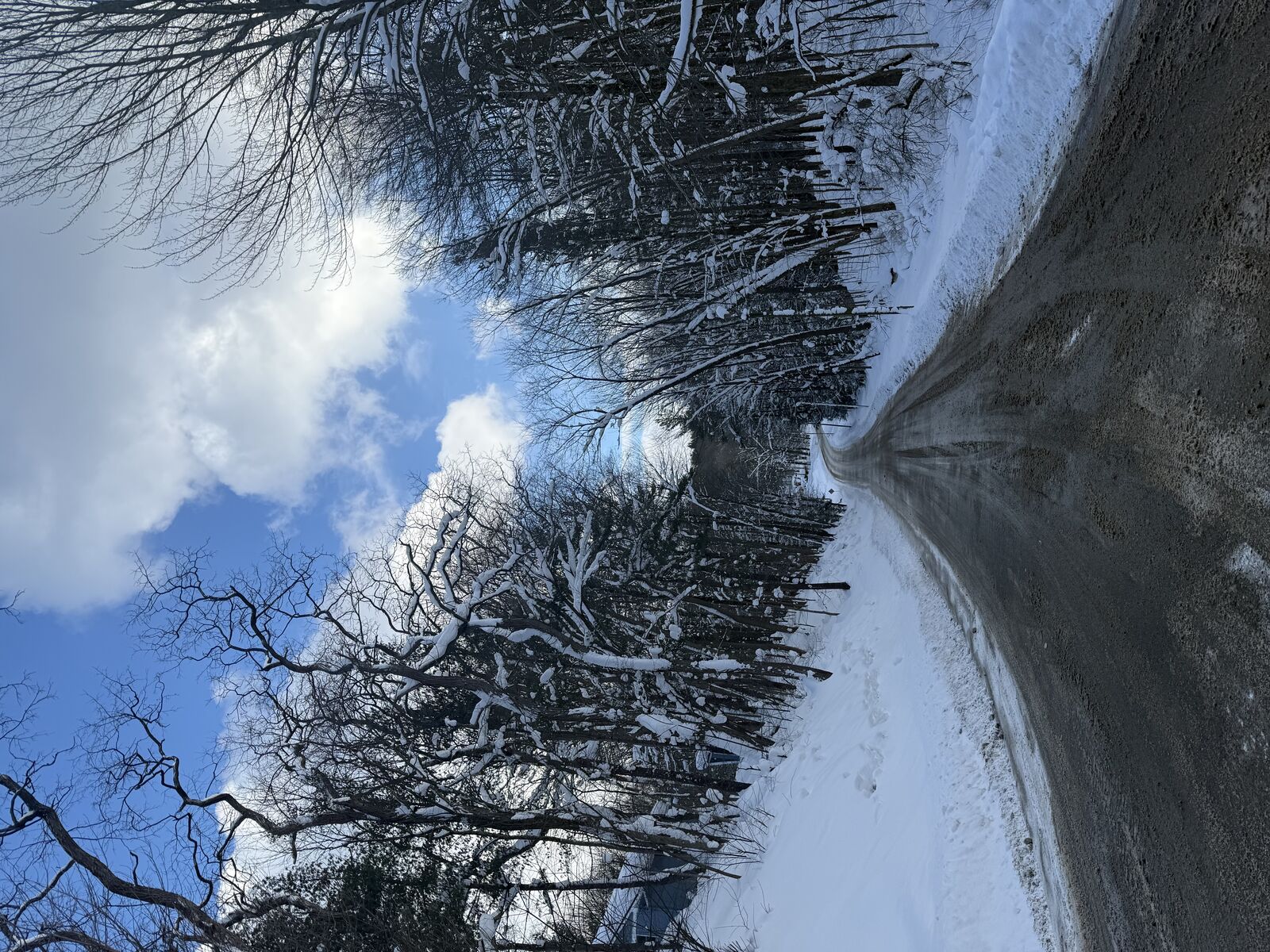 Snow-covered country road lined with trees in Eden