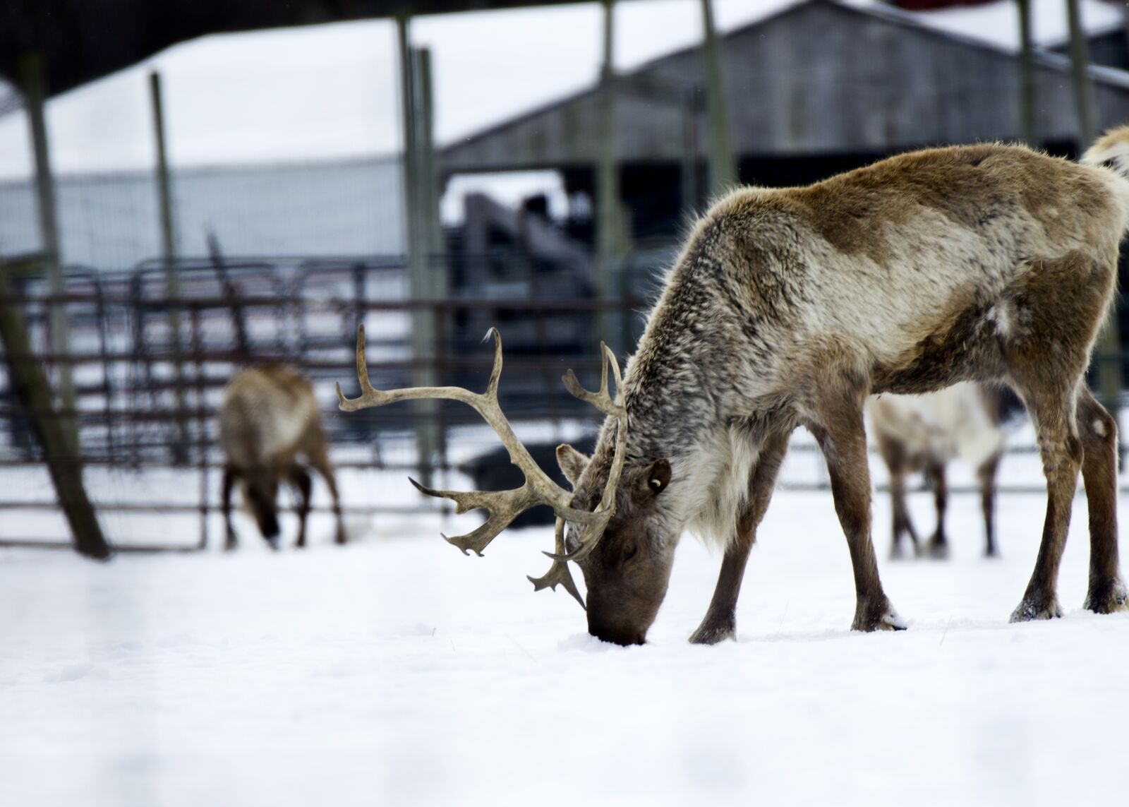 Reindeer grazing in the snow at a local Hamburg farm