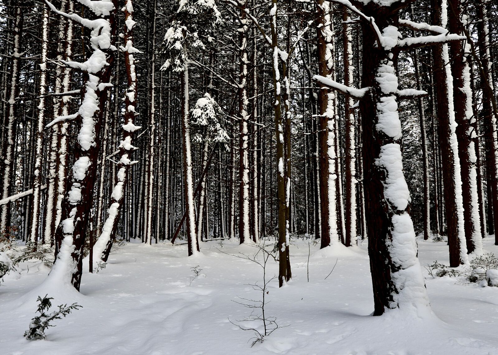 Snow-blanketed pine forest with fresh powder in North Collins